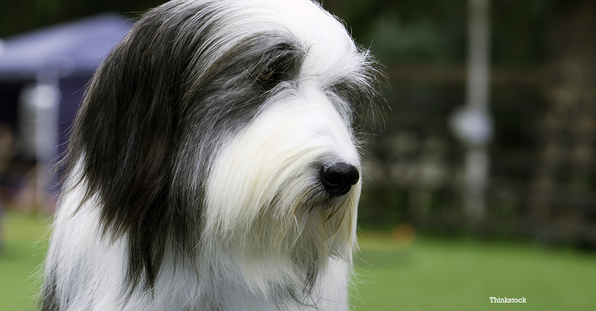 The Bearded Collie