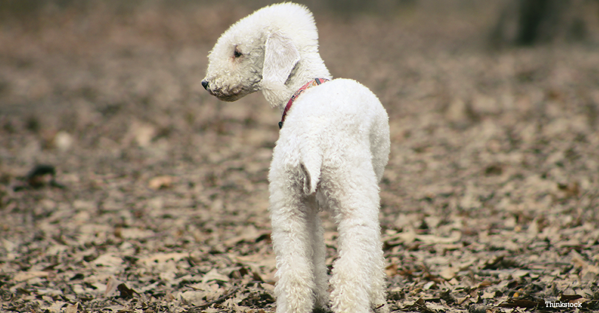 The Bedlington Terrier