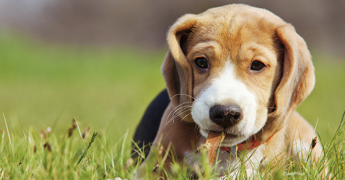 Ear Problems Leading to Otitis in Dogs