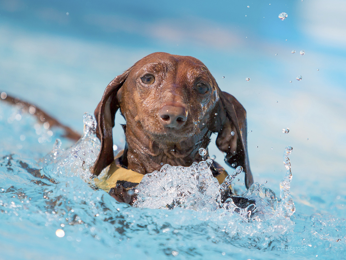 Top 10 summer safety tips for dogs