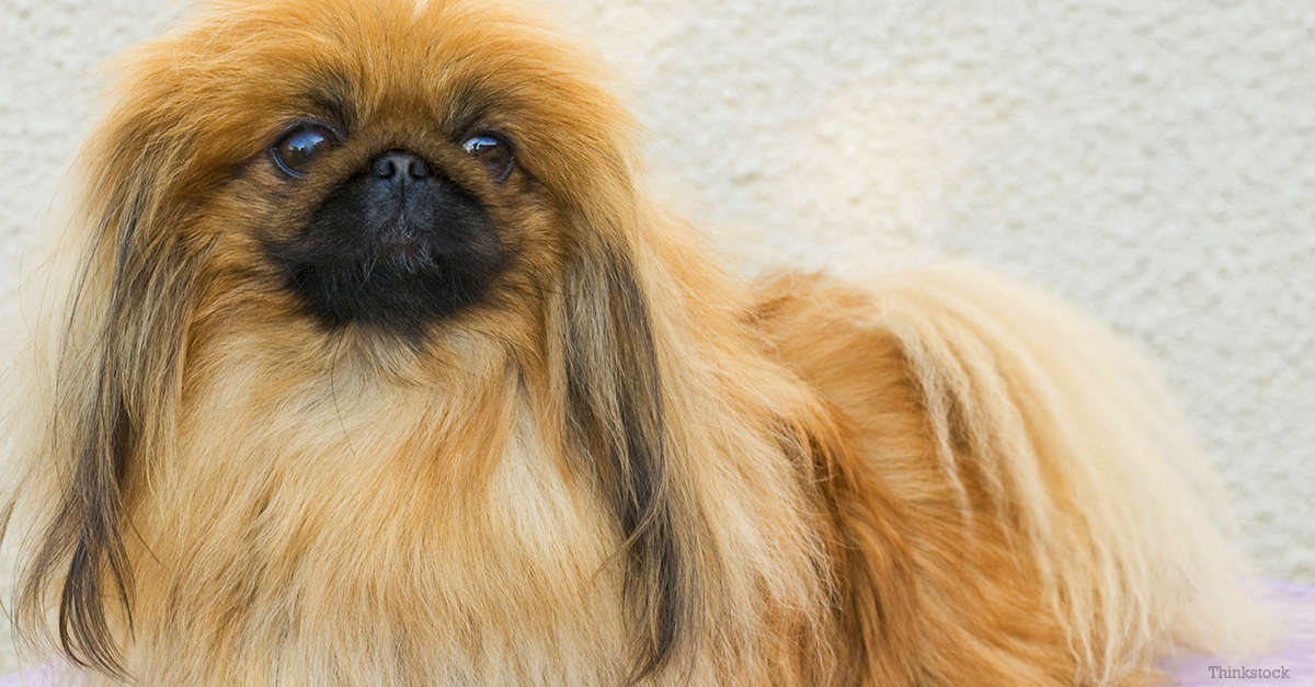 The Pekingese