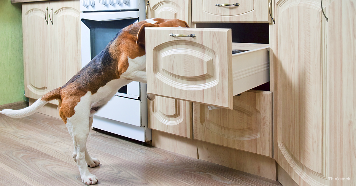 Are Batteries Poisonous for Dogs?