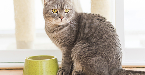 Cat with food bowl