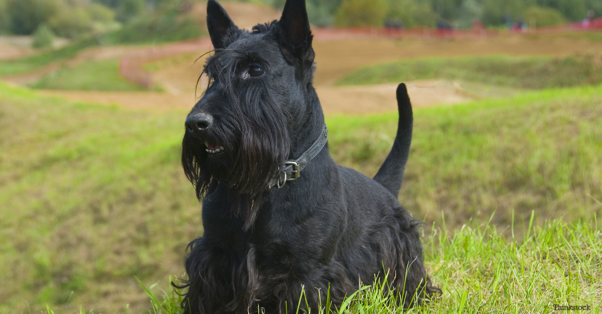 The Scottish Terrier