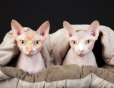 36 HQ Photos Sphynx Cat Near Me / 20 Things All Sphynx Cat Owners Must Never Forget - Page 2 ...