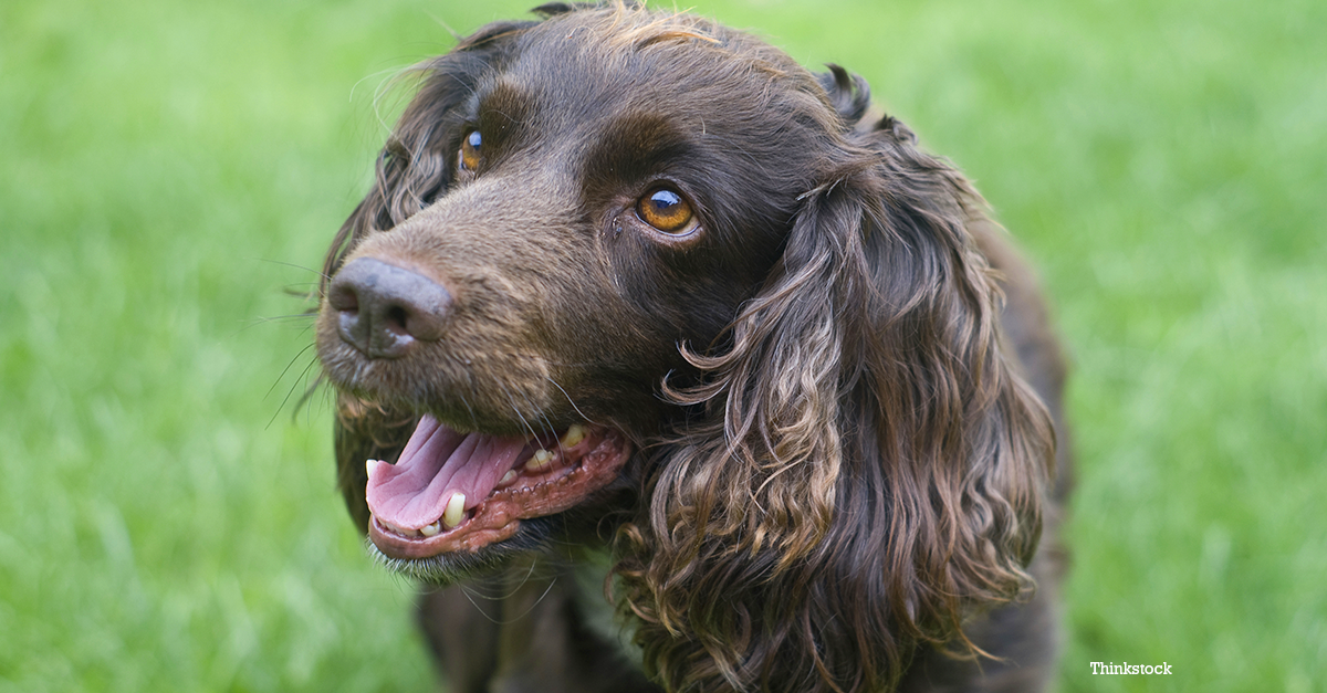 The Sussex Spaniel