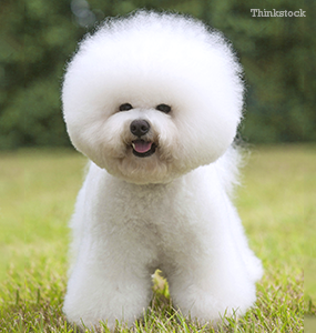 The Bichon Frise