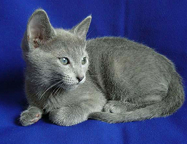 The Russian Blue Cat