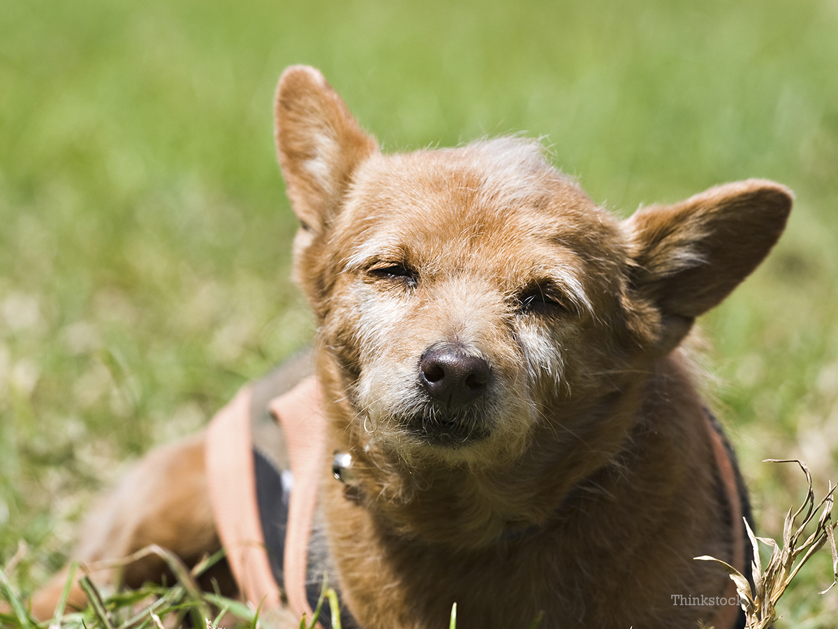 why-do-dogs-eat-grass