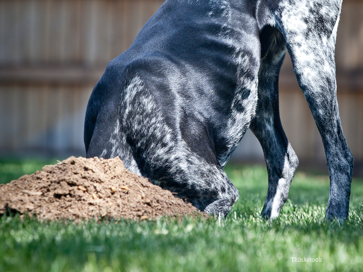 Keep Your Dog From Digging