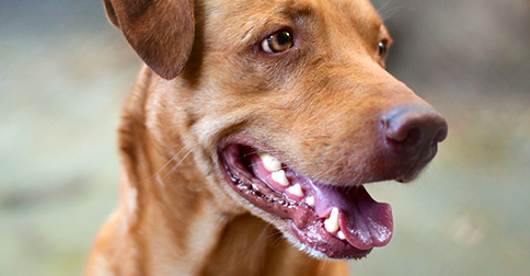 Worn Teeth in Canines and Related Health Conditions