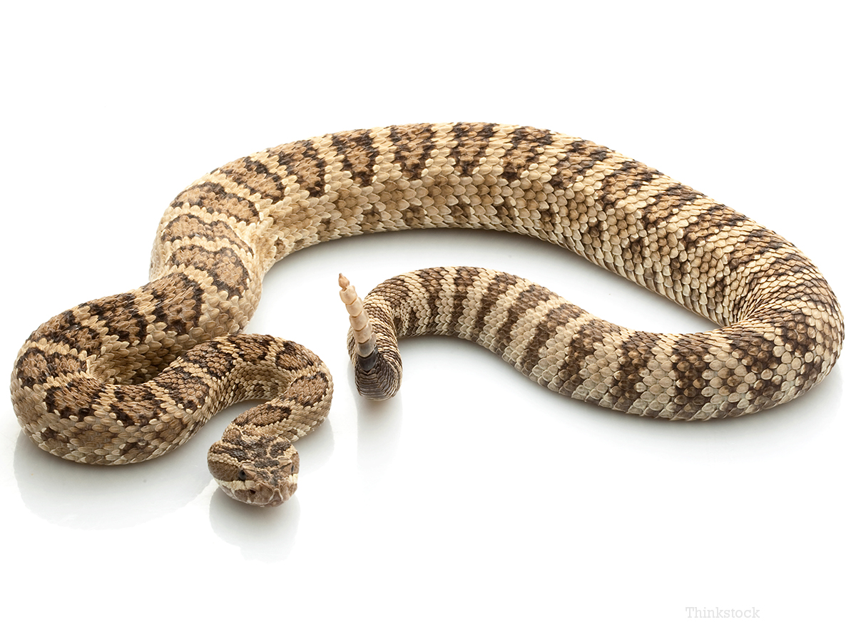 your-pet-venomous-snakes-part-ii