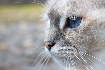 Up close image of blue eye cat