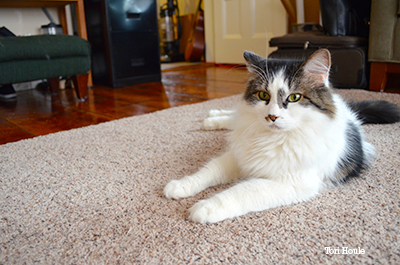 Cat laying on the floor