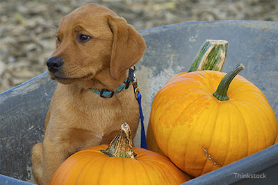 Dog with pumpkins in a wheelbarrow