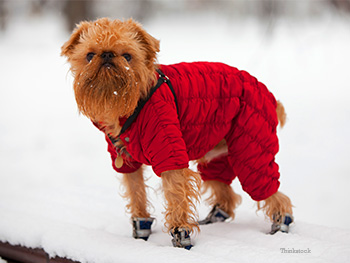 Dog snow clearance gear