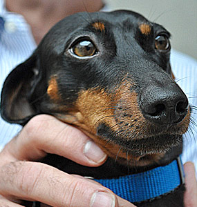 Canine Seborrhea Waxy Skin Dermatitis In Dogs