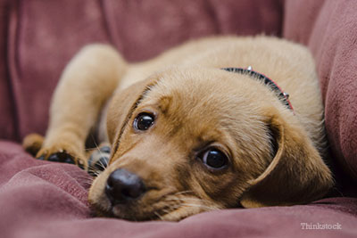 Puppy laying on couch