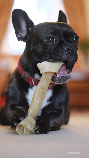 French Bulldog chewing on bone