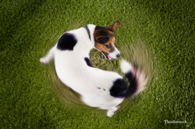 spinning terrier
