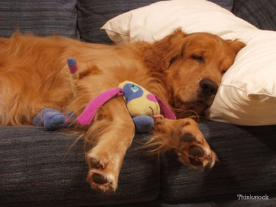 Dog Sleeping on Pillow