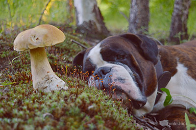 Dog laying next to a mushroom