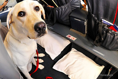 Dog on an airplane