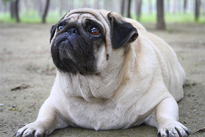 Obese pug
