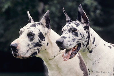 Two Great Danes