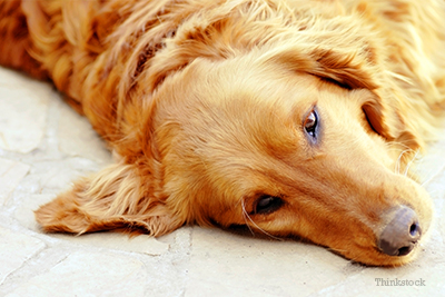 can dogs have cauliflower ear