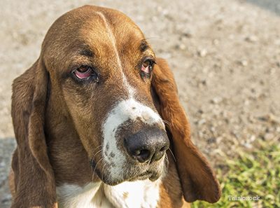 dogs with droppy faces