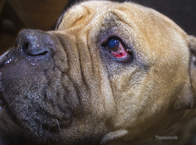  Bull Mastiffs with Entropion /><p>Entropion is a condition of the eyelids where the lids roll inward. The result is that the <a href=