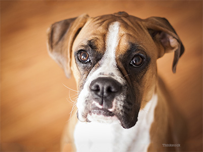 do white boxers have spots