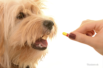 what medications are toxic to dogs