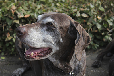 Feeding older cheap dogs