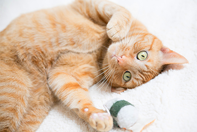 Orange cat on back with toy