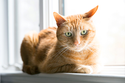 Orange cat on windowsill