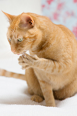 Feline Bartonella Beyond Cat Scratch Disease