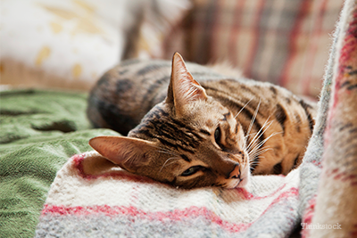 Cat sleeping on couch