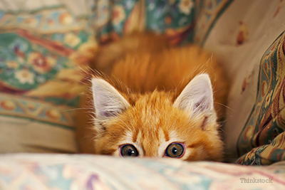 Cat hiding