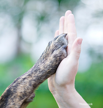 Dog and person high-fiving