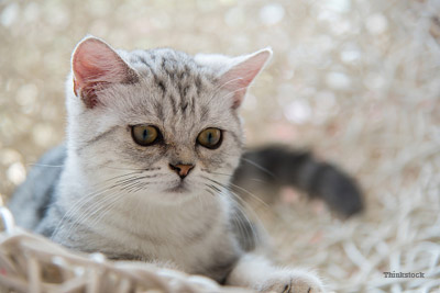 Cat on White bed