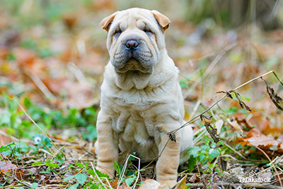 Shar-pei in forest