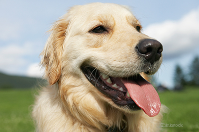 up close shot of a golden retriever