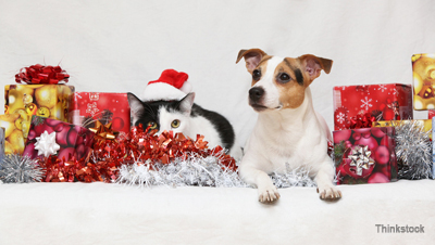 holiday dog and cat