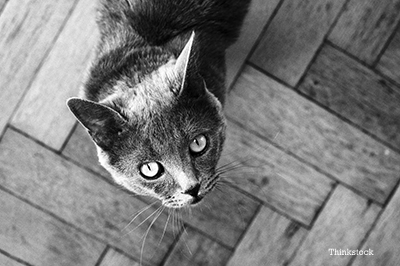 black and white photo of a cat looking up
