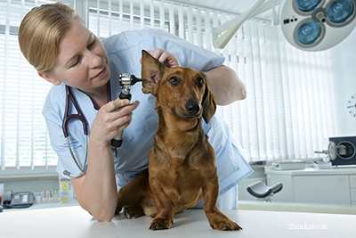 what dog has the best sense of hearing