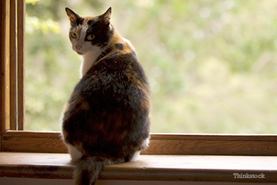 Cat on windowsill