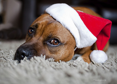 Pup with a Santa hat