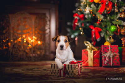 Don't Give Pets as Holiday Gifts Unless the Recipient Is Prepared for  Commitment